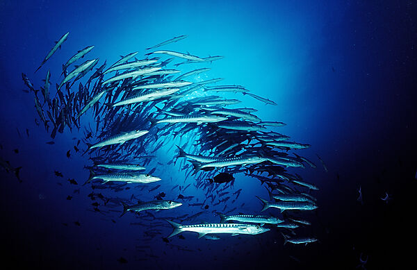 Blackfin barracuda