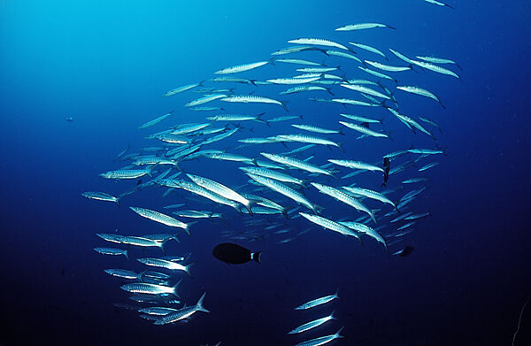 Blackfin barracuda