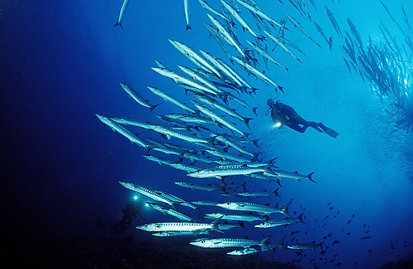Blackfin barracuda and scuba diver