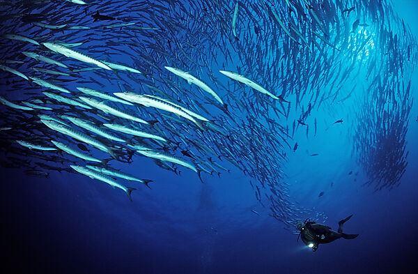 Blackfin barracuda