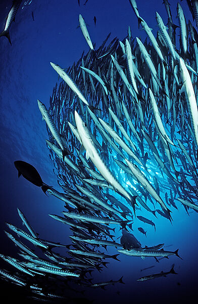 Blackfin barracuda