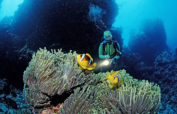 Twobar anemone fish and scuba diver