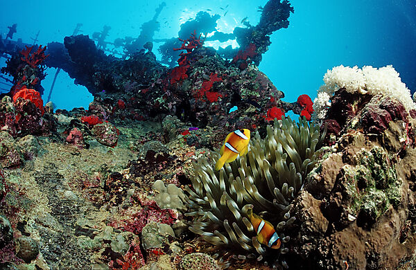 Twobar anemone fish on Umbria shipwreck