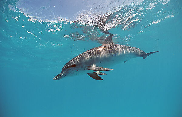 Atlantischer Fleckendelfin, Zuegeldelfin