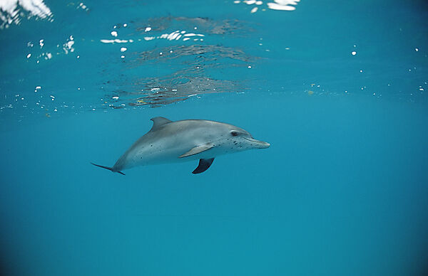 Atlantischer Fleckendelfin, Zuegeldelfin