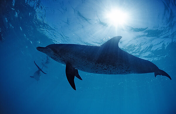 Atlantischer Fleckendelfin, Zuegeldelfin
