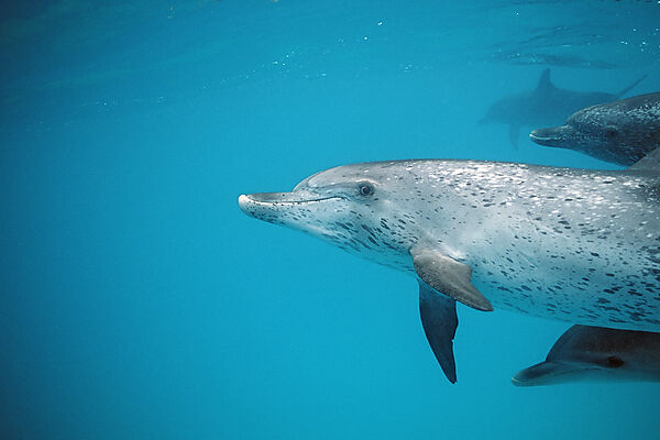 Atlantischer Fleckendelfin, Zuegeldelfin