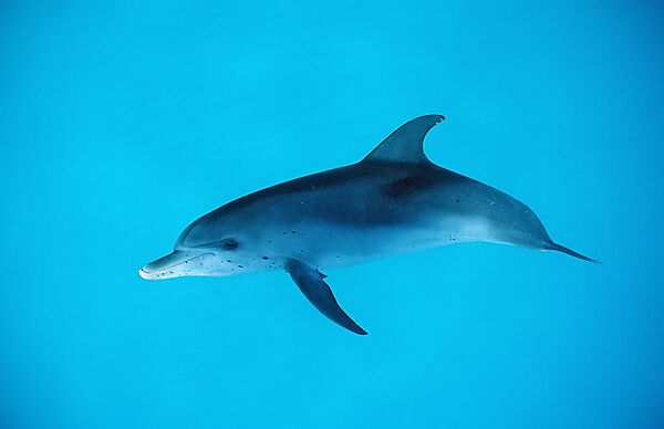 Atlantischer Fleckendelfin, Zuegeldelfin
