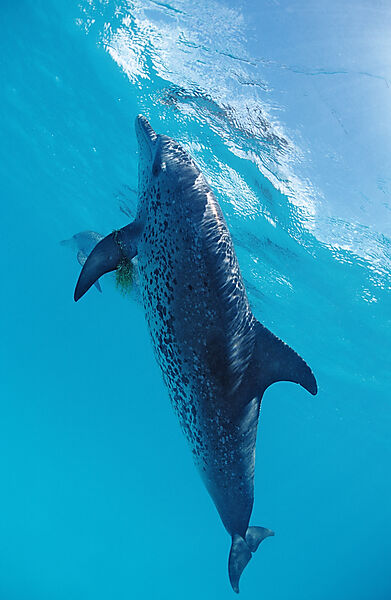 Atlantischer Fleckendelfin, Zuegeldelfin