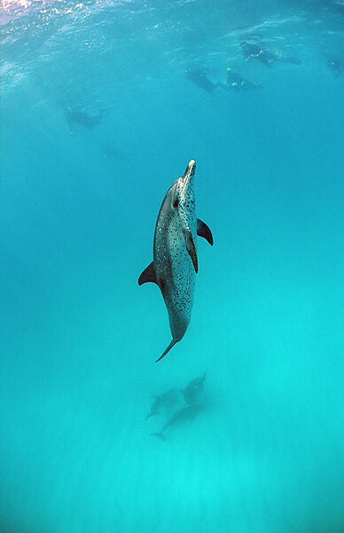 Atlantischer Fleckendelfin, Zuegeldelfin