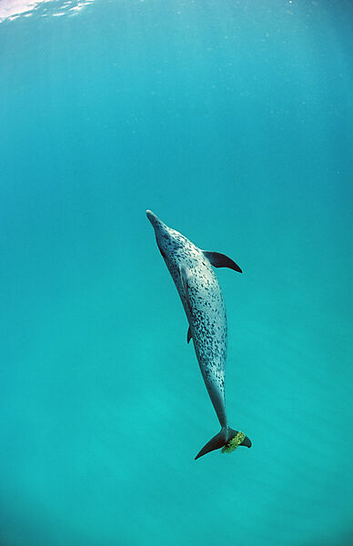 Atlantischer Fleckendelfin, Zuegeldelfin