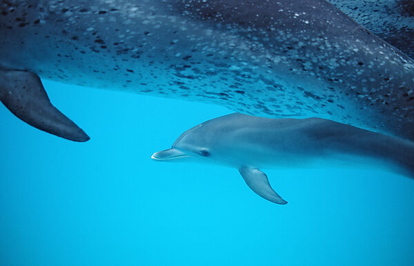 Atlantischer Fleckendelfin, Zuegeldelfin, Mutter und Kalb