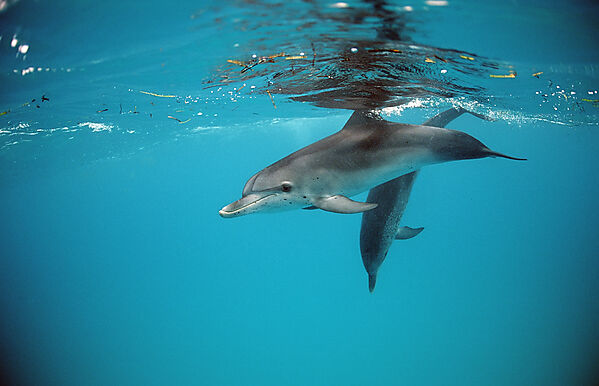 Atlantischer Fleckendelfin, Zuegeldelfin