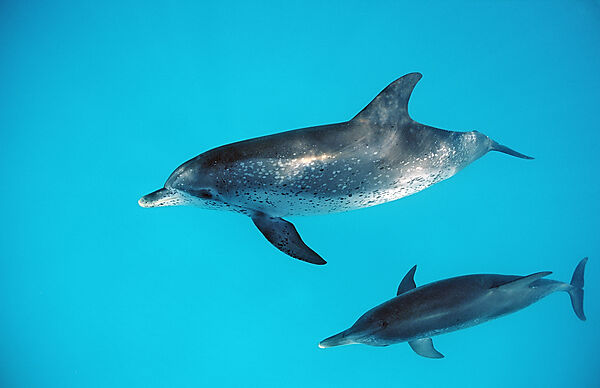 Atlantischer Fleckendelfin, Zuegeldelfin