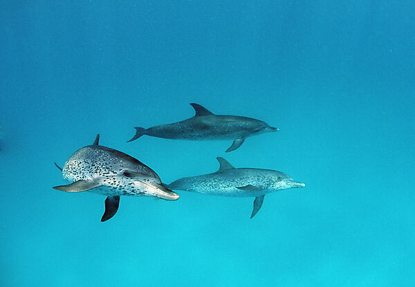 Atlantischer Fleckendelfin, Zuegeldelfin