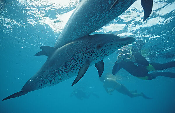Atlantischer Fleckendelfin, Zuegeldelfin
