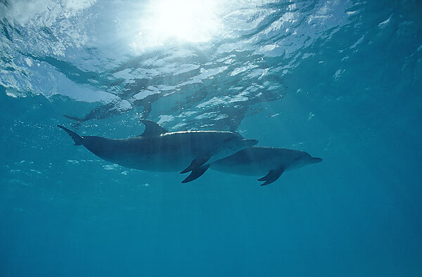 Atlantischer Fleckendelfin, Zuegeldelfin