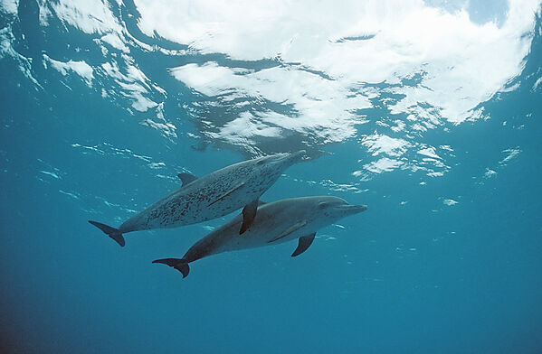 Atlantischer Fleckendelfin, Zuegeldelfin