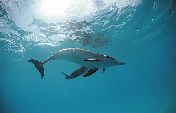 Atlantischer Fleckendelfin, Zuegeldelfin