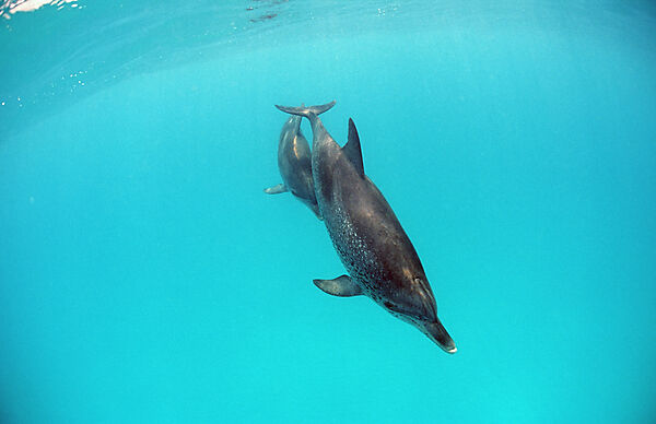 Atlantischer Fleckendelfin, Zuegeldelfin
