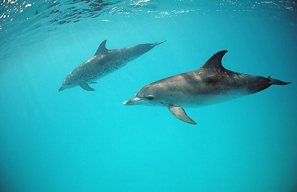 Atlantischer Fleckendelfin, Zuegeldelfin