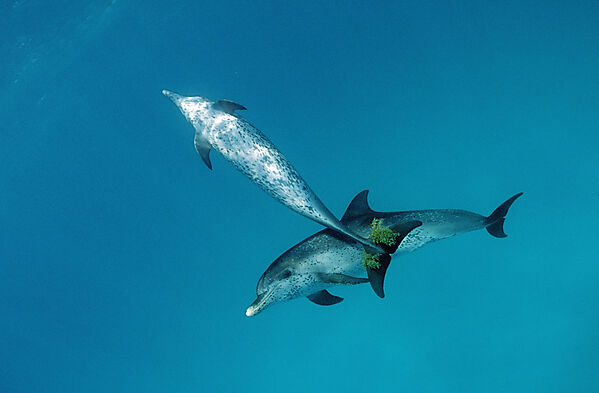 Atlantischer Fleckendelfin, Zuegeldelfin