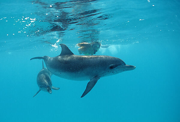 Atlantischer Fleckendelfin, Zuegeldelfin