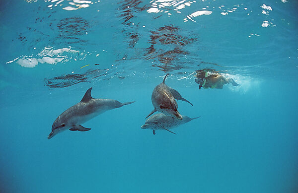Atlantischer Fleckendelfin, Zuegeldelfin