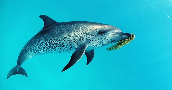 Atlantischer Fleckendelfin, Zuegeldelfin