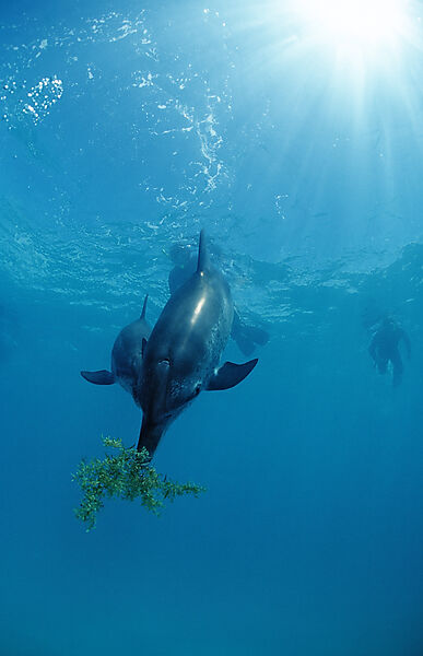 Atlantischer Fleckendelfin, Zuegeldelfin