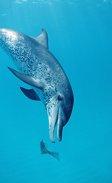 Atlantischer Fleckendelfin, Zuegeldelfin