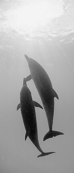 Atlantischer Fleckendelfin, Zuegeldelfin