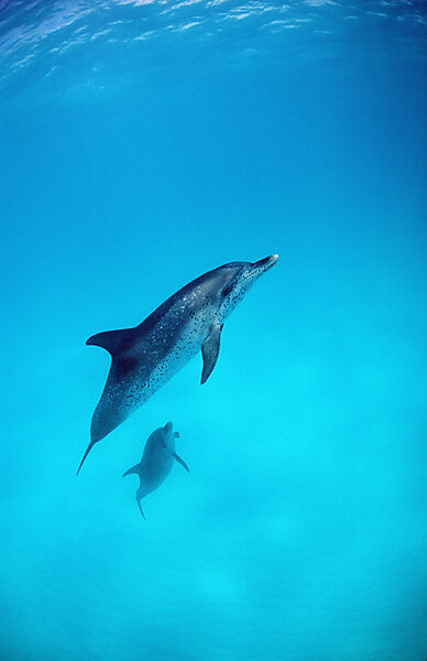 Atlantischer Fleckendelfin, Zuegeldelfin
