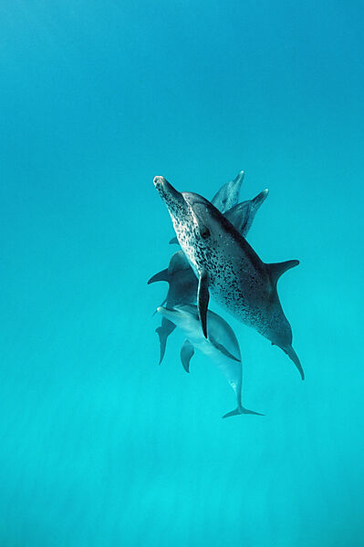 Atlantischer Fleckendelfin, Zuegeldelfin