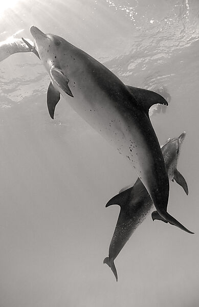 Atlantischer Fleckendelfin, Zuegeldelfin