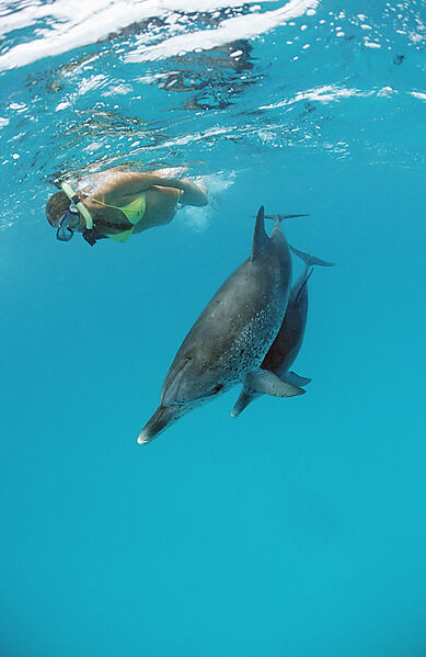 Atlantischer Fleckendelfin, Zuegeldelfin