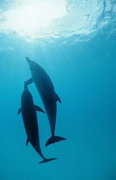 Atlantischer Fleckendelfin, Zuegeldelfin