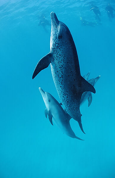 Atlantischer Fleckendelfin, Zuegeldelfin