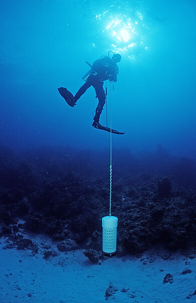 Scuba diver with shark bait