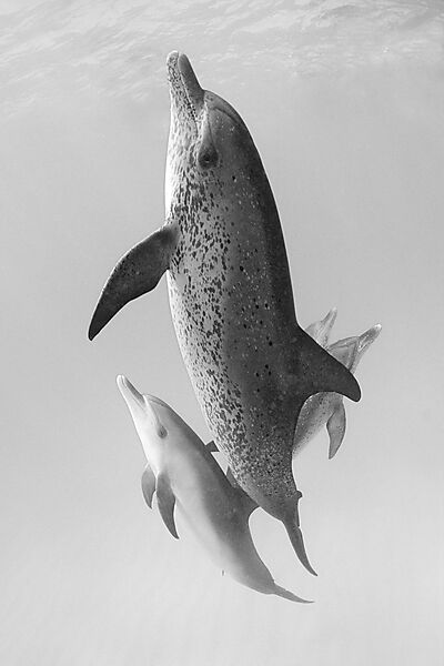 Atlantischer Fleckendelfin, Zuegeldelfin, Mutter und Kalb