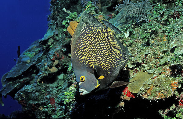 Franzosen-Kaiserfisch