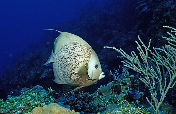 Grauer Kaiserfisch