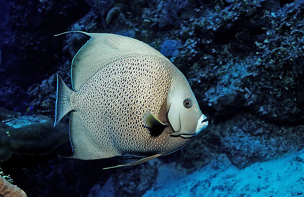 Grauer Kaiserfisch