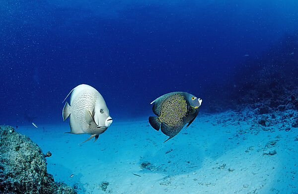 Grauer Kaiserfisch und Franzosen-Kaiserfisch
