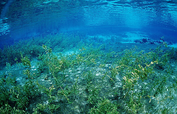 Rainbow River Quelle