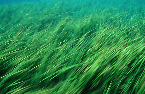 Rainbow River Wasserpflanzen