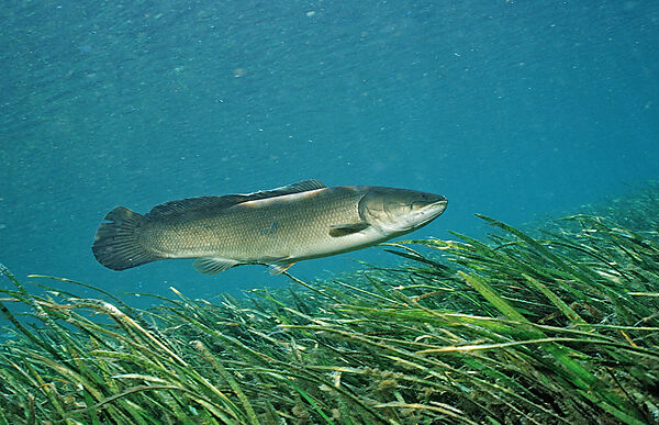 Kahlhecht, Schlammfisch