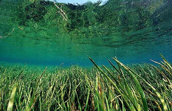 Rainbow River Wasserpflanzen
