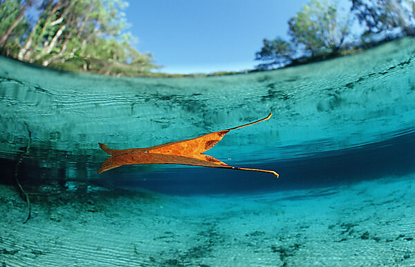 Blattspiegelung an der Wasseroberflaeche
