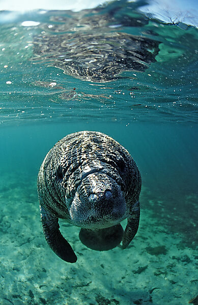West Indian Manatee, calf